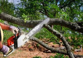 Best Hazardous Tree Removal  in Hoquiam, WA